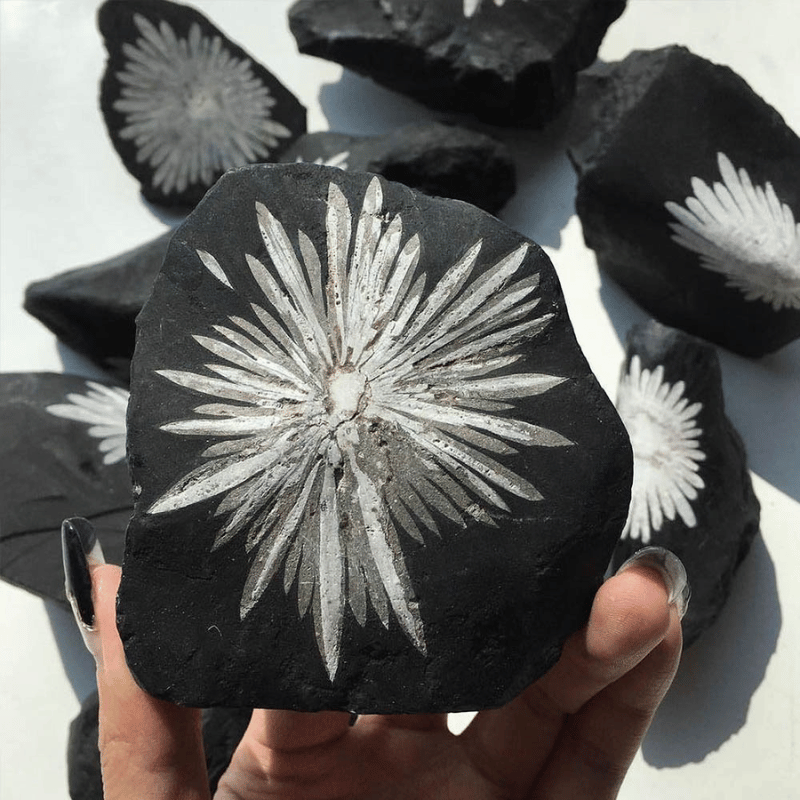 Chrysanthemum Flower Stone_size